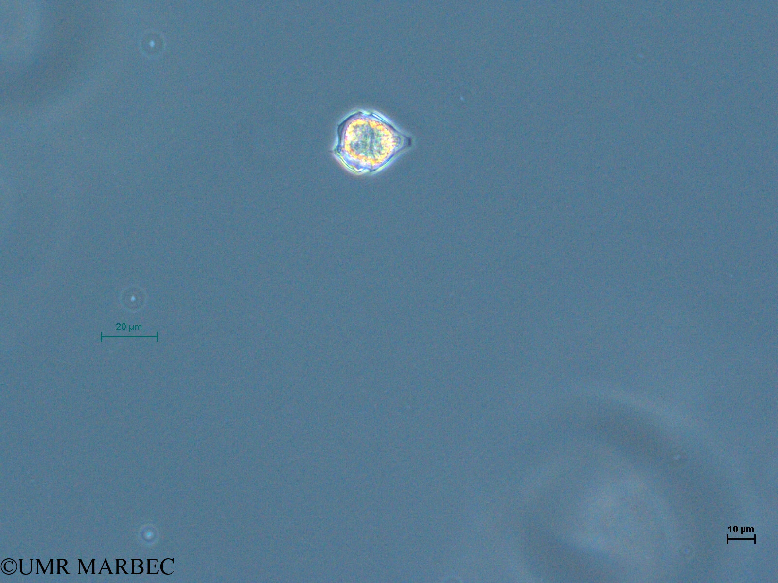 phyto/Thau_Lagoon/THAU_station1/GELAMED 2010/Scrippsiella spinifera (2)(copy).jpg